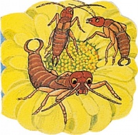 Cover image for Pocket Earwig